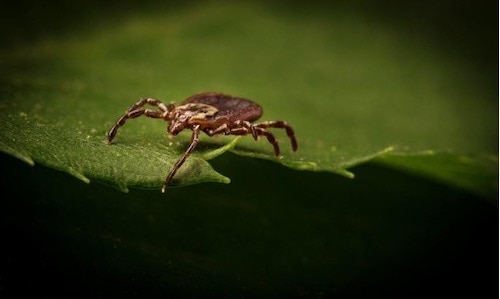 American Dog Tick